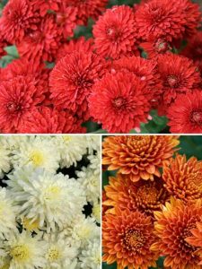 Mums & Yums @ Lisbon library